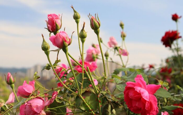 花卉
