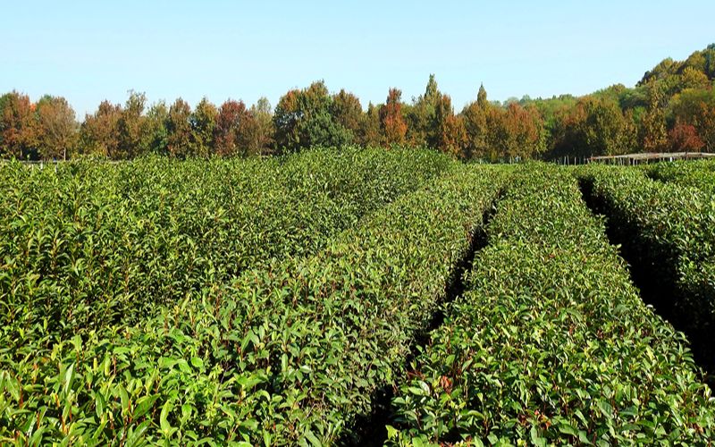 茶树